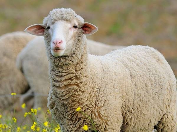 Mơ thấy con cừu là điềm báo lành hay dữ?