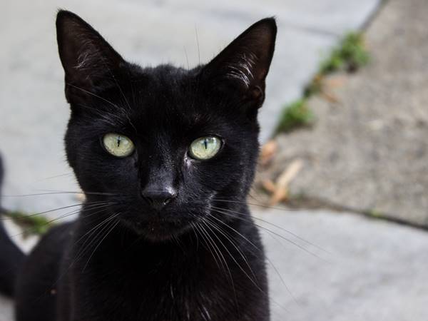 Nằm mơ thấy mèo đen là điềm báo tốt hay xấu? đánh con gì