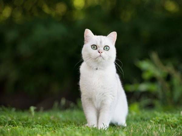 Mơ thấy mèo trắng chơi xổ số con gì nên chọn con số mấy hay ra