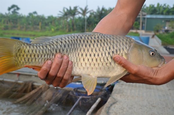 Bắt gặp cá chép